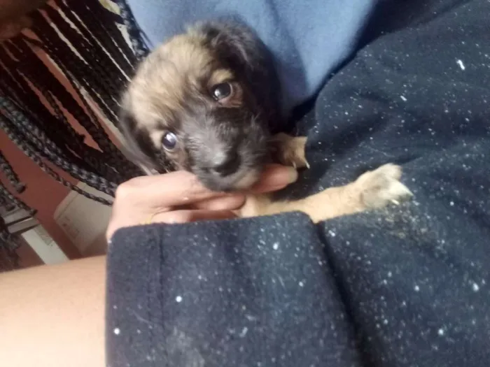 Cachorro raça SRD idade Abaixo de 2 meses nome Sol-Lola