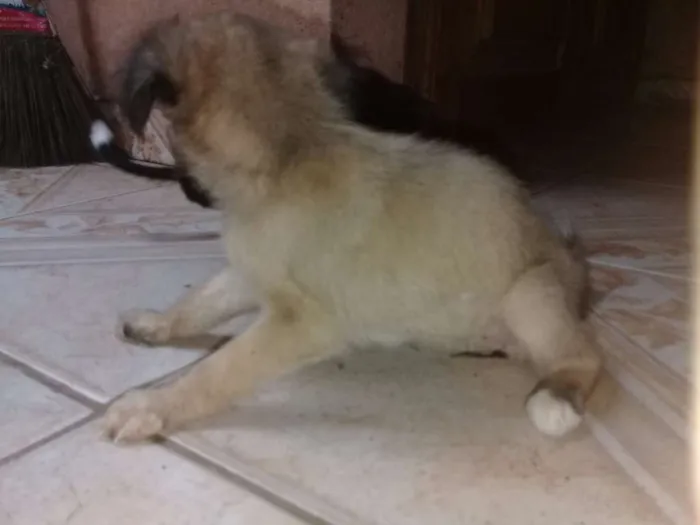 Cachorro raça SRD idade Abaixo de 2 meses nome Sol-Lola