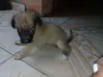 Sol-Lola