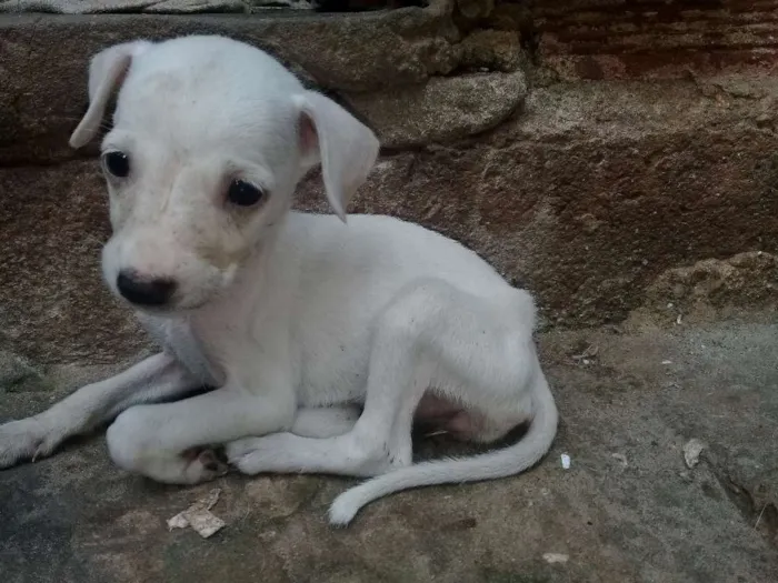 Cachorro raça SRD idade Abaixo de 2 meses nome Sol-Lola