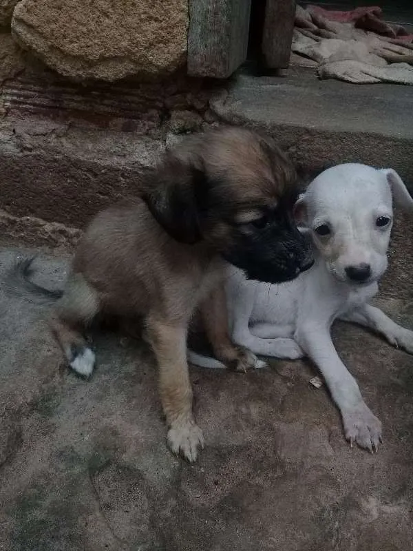 Cachorro raça SRD idade Abaixo de 2 meses nome Sol-Lola