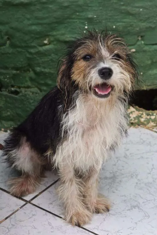 Cachorro ra a SRD idade 3 anos nome RADHIJA