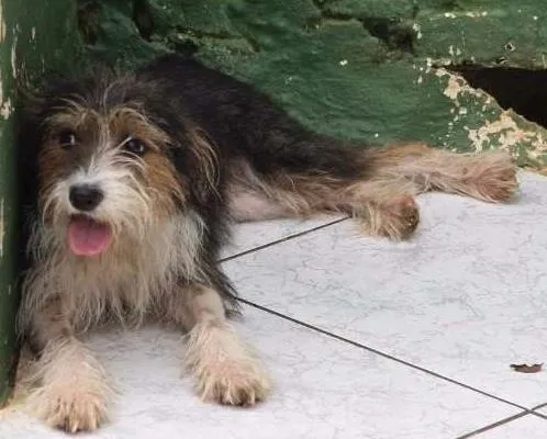Cachorro ra a SRD idade 3 anos nome RADHIJA