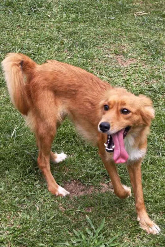 Cachorro ra a SRD idade 1 ano nome DANDARA