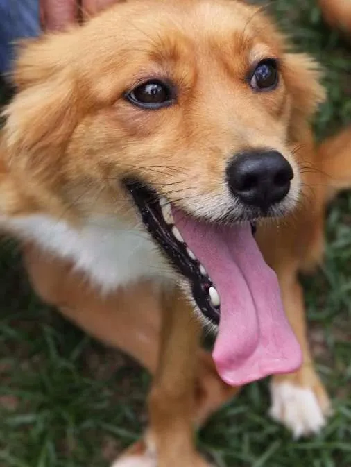 Cachorro ra a SRD idade 1 ano nome DANDARA