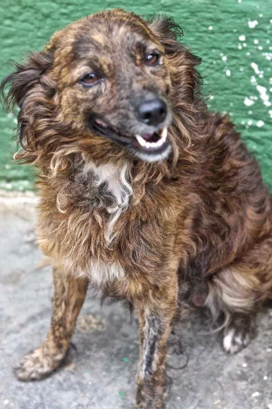 Cachorro ra a SRD idade 3 anos nome THALES
