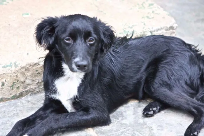 Cachorro ra a SRD idade  nome Flik