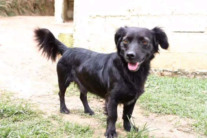 Cachorro ra a SRD idade 2 anos nome ZIG