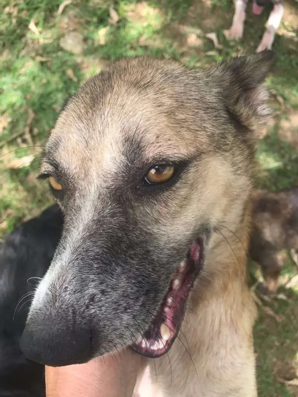 Cachorro ra a SRD idade 3 anos nome ZAIA