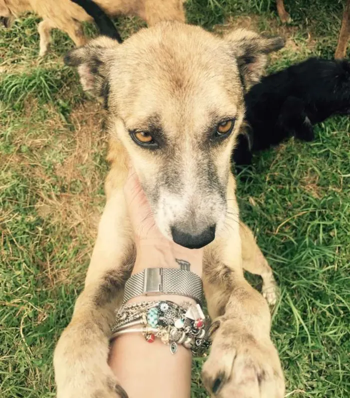Cachorro ra a SRD idade 3 anos nome ZAIA