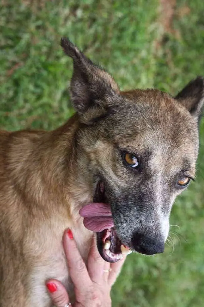 Cachorro ra a SRD idade 3 anos nome ZAIA