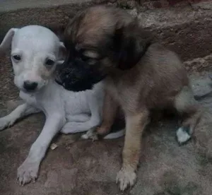 Cachorro raça SRD idade Abaixo de 2 meses nome Sol-Lola