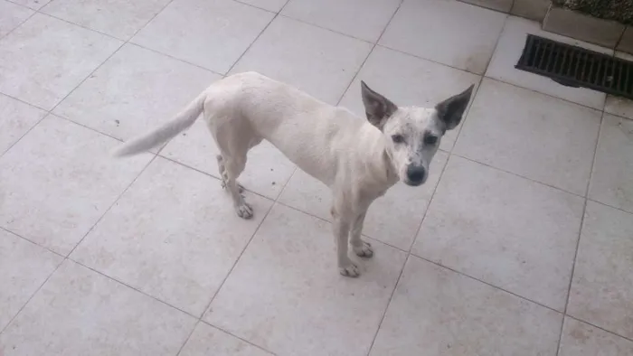 Cachorro ra a Sem raça definida idade 1 ano nome Siri