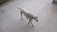 Siri