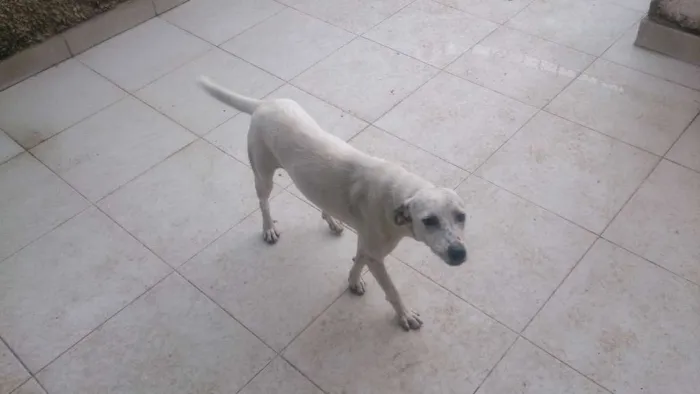 Cachorro ra a Sem raça definida idade 1 ano nome Siri
