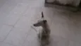 Siri