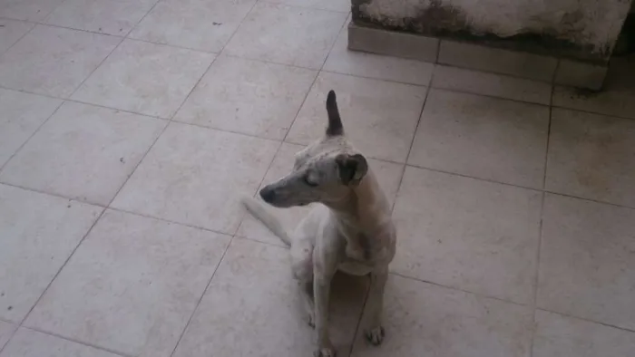 Cachorro ra a Sem raça definida idade 1 ano nome Siri