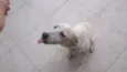 Siri