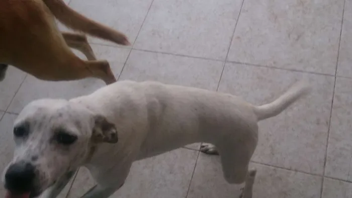Cachorro ra a Sem raça definida idade 1 ano nome Siri