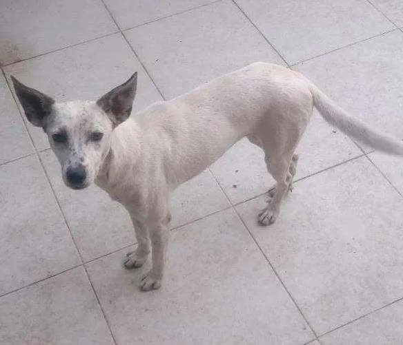 Cachorro ra a Sem raça definida idade 1 ano nome Siri