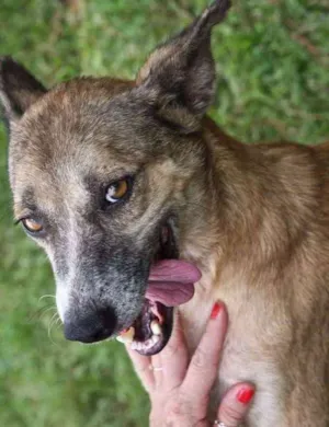 Cachorro raça SRD idade 3 anos nome ZAIA