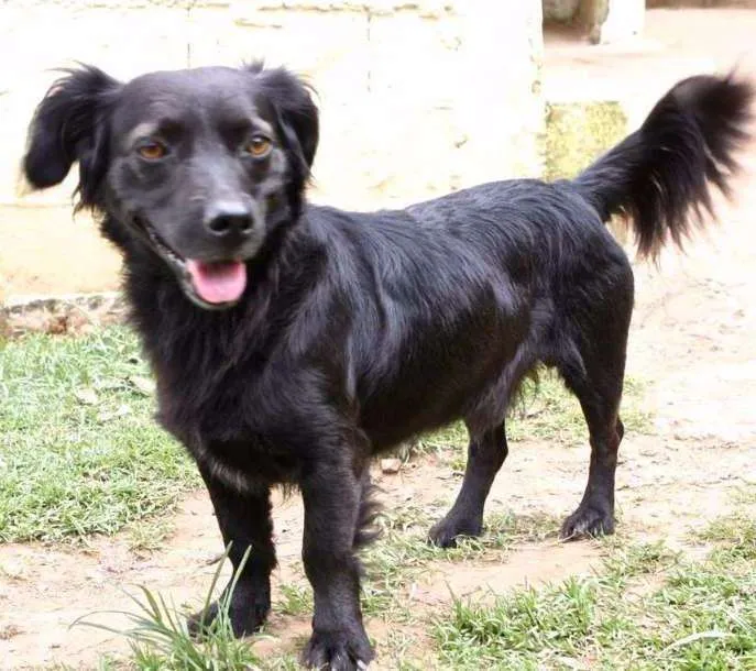 Cachorro ra a SRD idade 2 anos nome ZIG