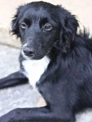 Cachorro raça SRD idade  nome Flik