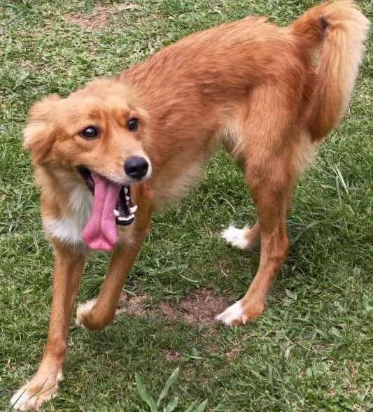 Cachorro ra a SRD idade 1 ano nome DANDARA