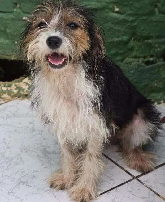 Cachorro ra a SRD idade 3 anos nome RADHIJA