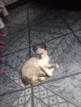 Lexa