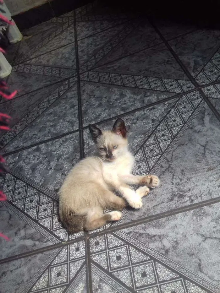 Gato raça  idade  nome Lexa