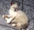 Lexa