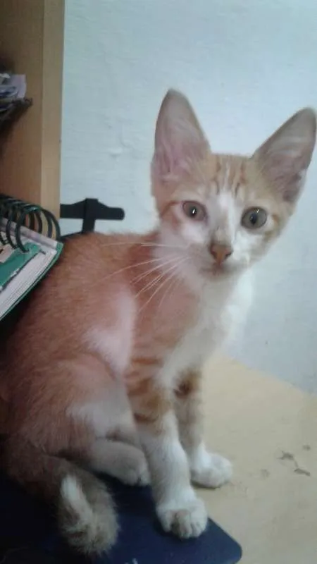 Gato raça SRD idade Abaixo de 2 meses nome Espoleta