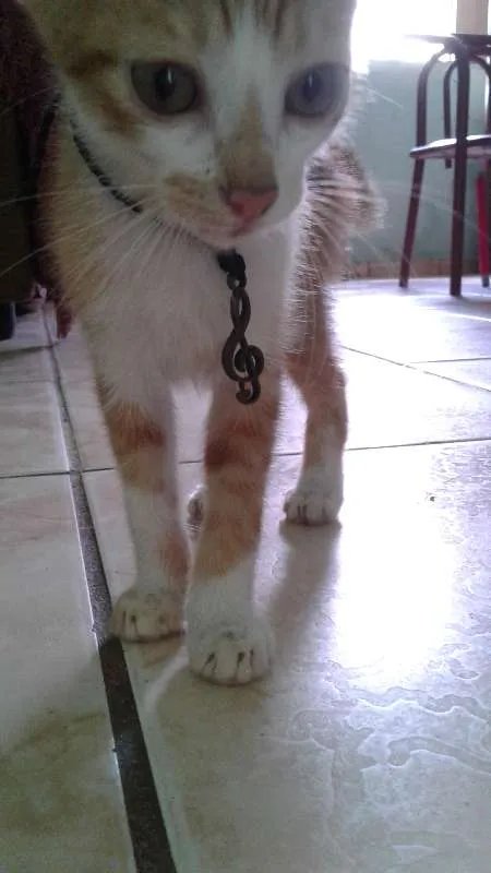 Gato raça SRD idade Abaixo de 2 meses nome Espoleta