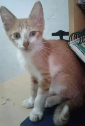 Gato raça SRD idade Abaixo de 2 meses nome Espoleta