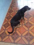 Bela