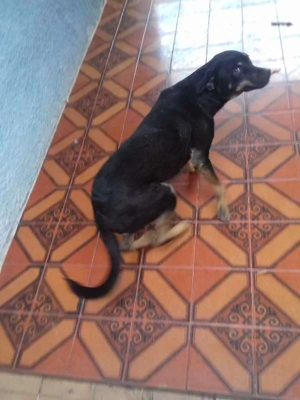 Cachorro raça nrd idade 2 anos nome Bela