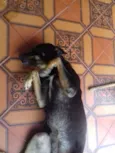 Bela
