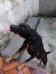 Bela
