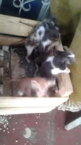 Gato