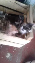 Gato