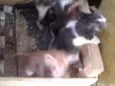 Gato