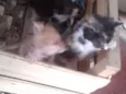 Gato