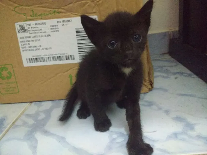 Gato ra a SRD idade Abaixo de 2 meses nome Fêmeas e Macho