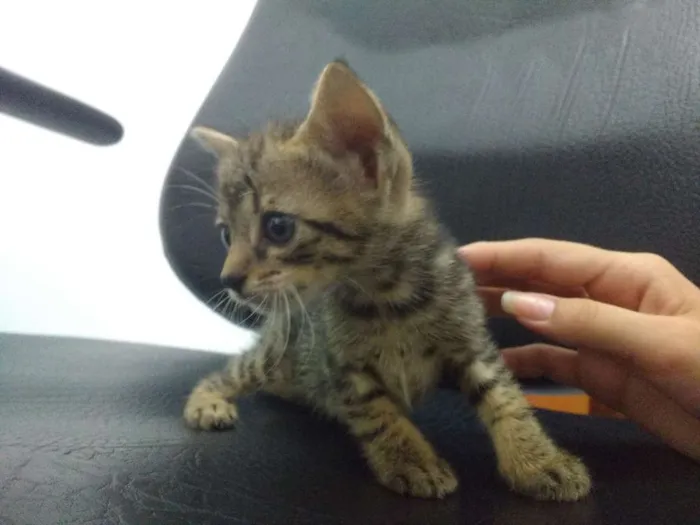 Gato ra a SRD idade Abaixo de 2 meses nome Fêmeas e Macho