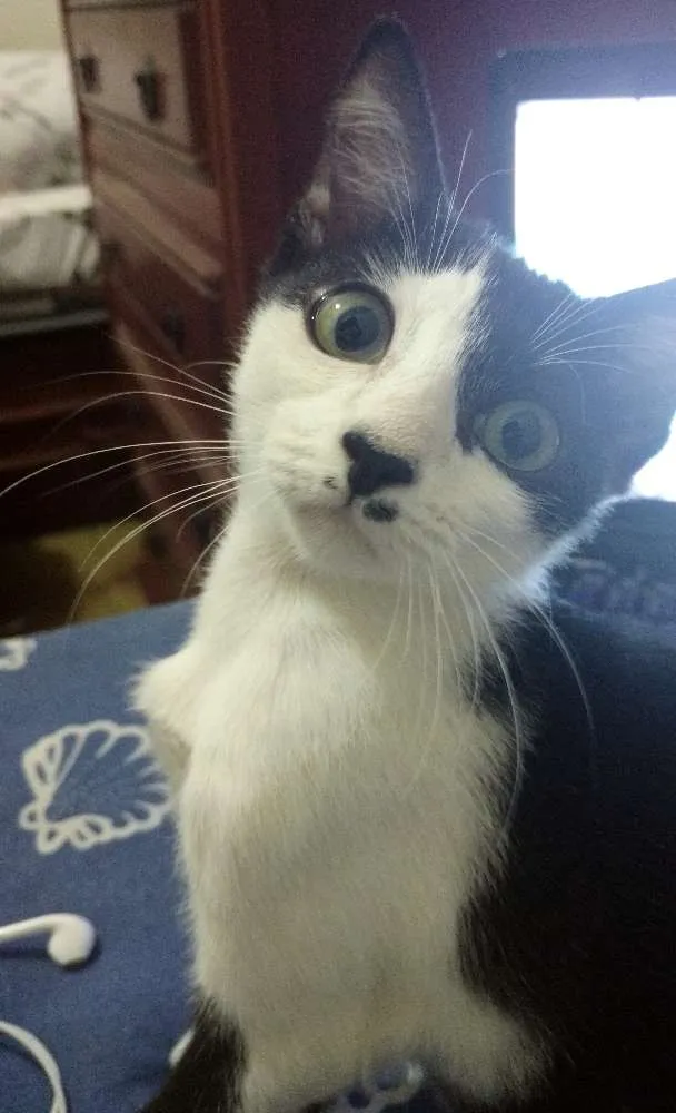 Gato raça SRD idade 2 a 6 meses nome Arizona
