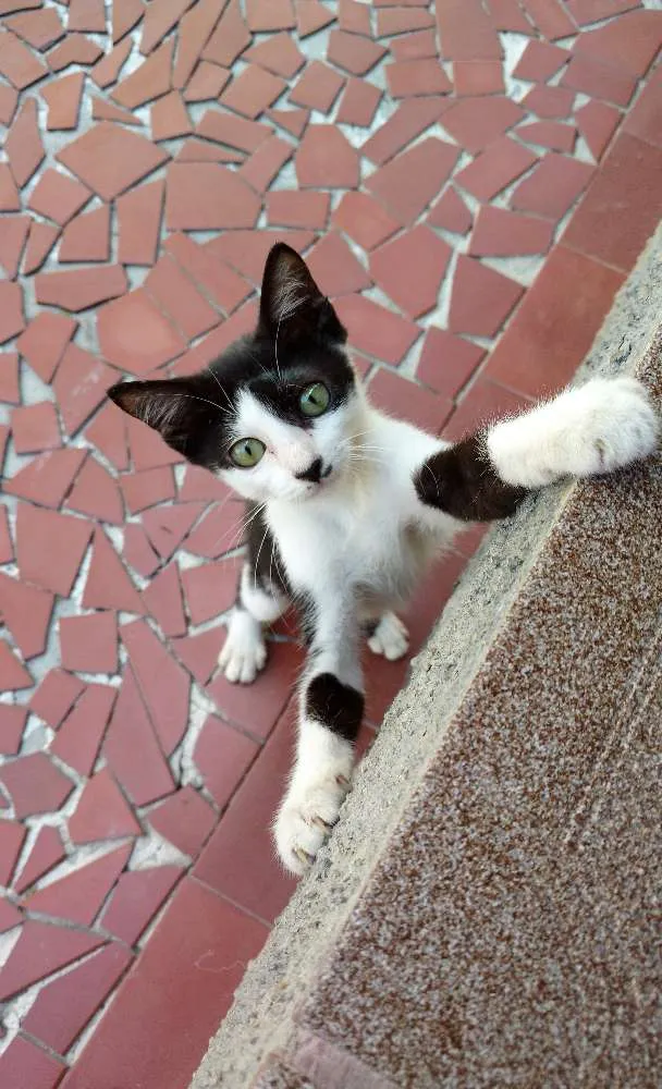 Gato raça SRD idade 2 a 6 meses nome Arizona