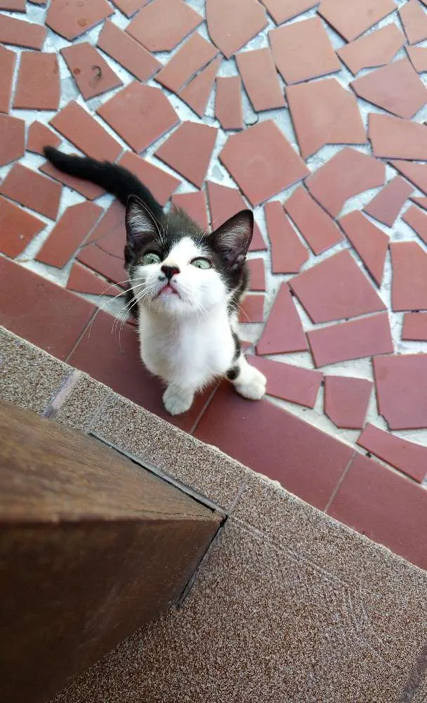 Gato raça SRD idade 2 a 6 meses nome Arizona