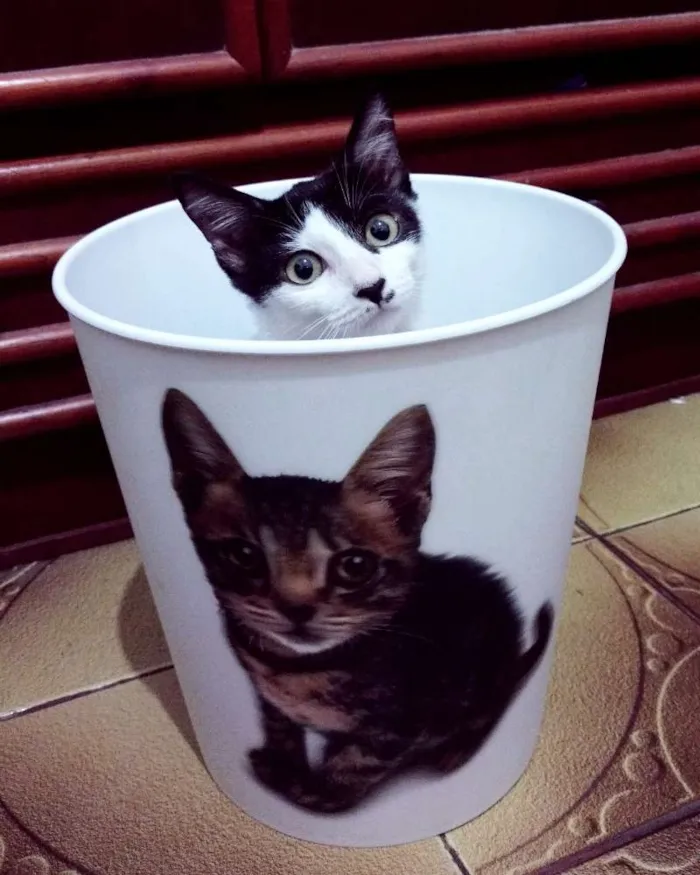 Gato raça SRD idade 2 a 6 meses nome Arizona