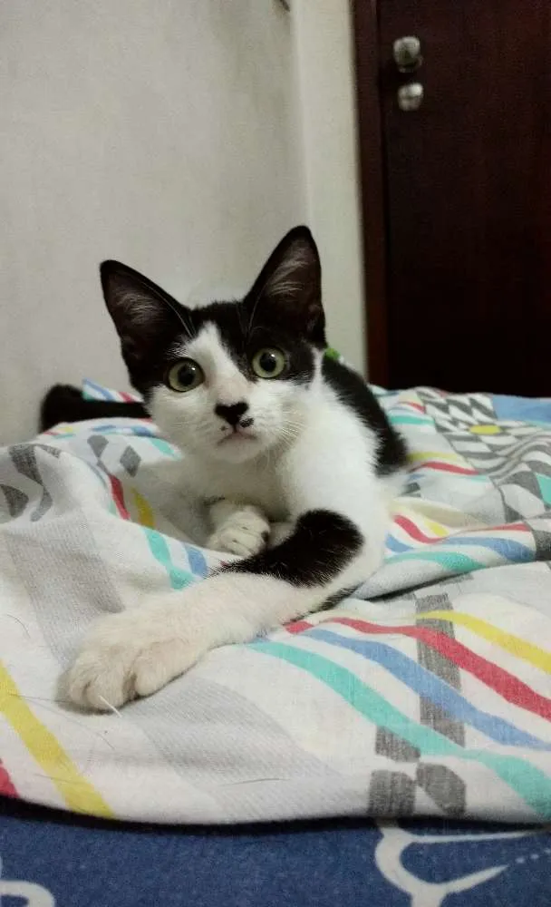 Gato raça SRD idade 2 a 6 meses nome Arizona